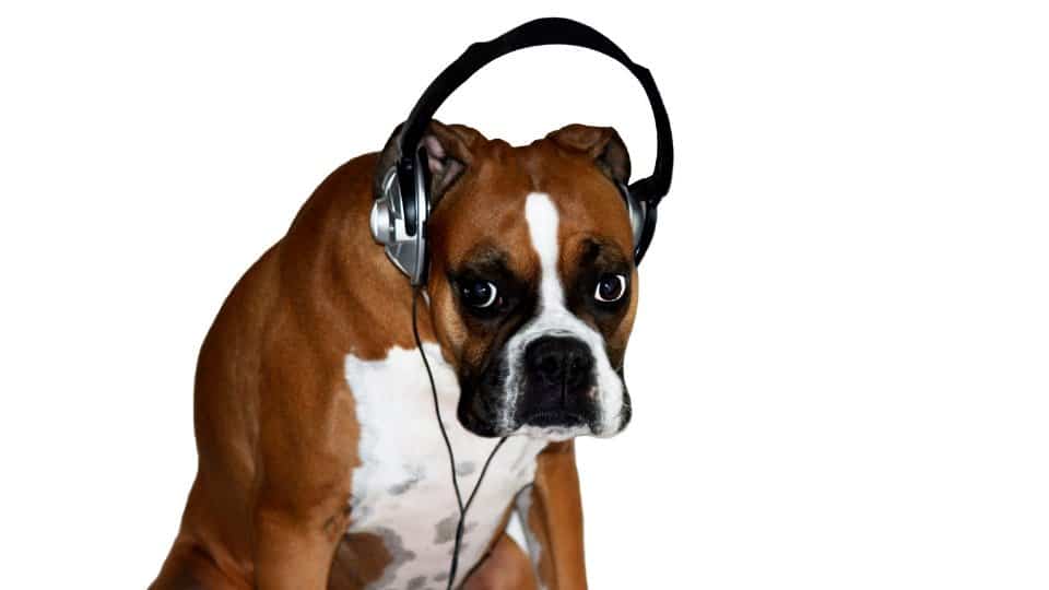 A dog listening to Free Uncopyrighted Music