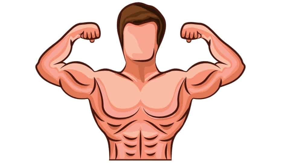 REIR muscles illustration