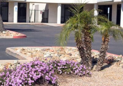 7 Xeriscaping Ideas for Your Home – Save Money While Saving the Planet